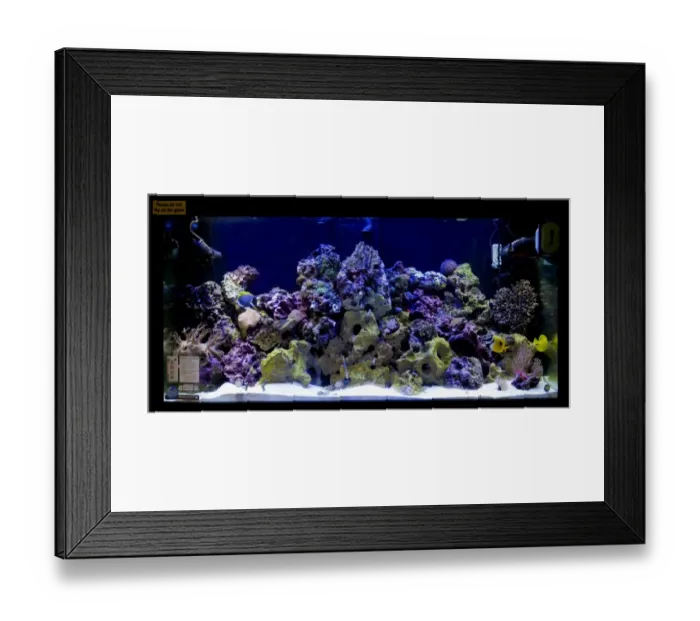 Framed Print : Aquarium, tropical saltwater fish tank Framed Print : Aquarium, tropical saltwater fish tank