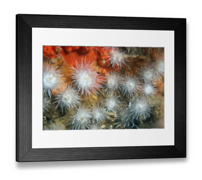 Framed Print : Sea Anemone (Actinothoe sphyrodeta) adults, group with tentacles extended, Bournemouth, Dorset, England, September Framed Print : Sea Anemone (Actinothoe sphyrodeta) adults, group with tentacles extended, Bournemouth, Dorset, England, September