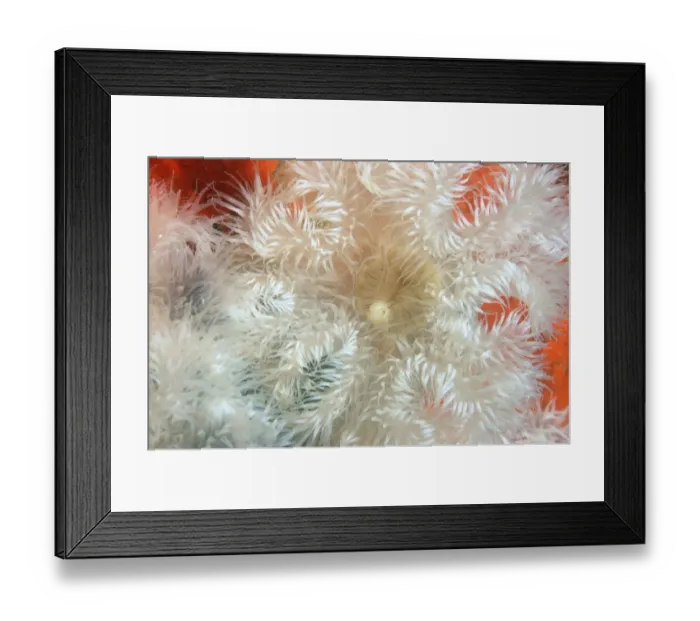Framed Print : Plumose Anemone (Metridium senile) adult, with tentacles extended, Bournemouth, Dorset, England, September Framed Print : Plumose Anemone (Metridium senile) adult, with tentacles extended, Bournemouth, Dorset, England, September