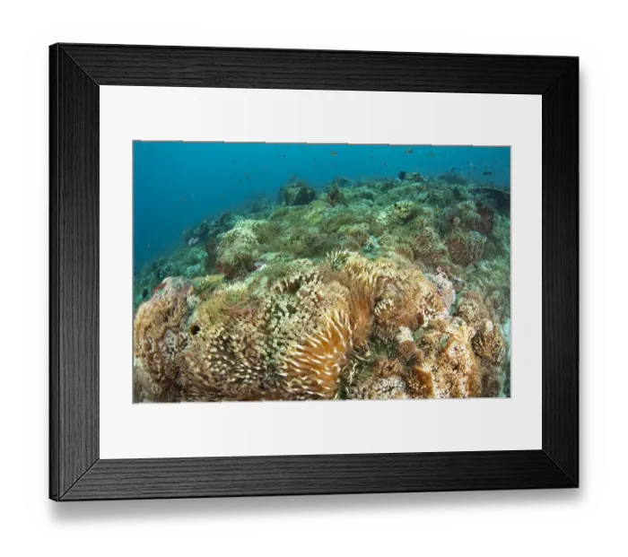 Framed Print : Bulb Tentacle Sea Anemone (Entacmaea quadricolor) colony in habitat, Valley of the Clowns, Pura Island Framed Print : Bulb Tentacle Sea Anemone (Entacmaea quadricolor) colony in habitat, Valley of the Clowns, Pura Island