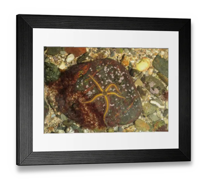 Framed Print : Common Brittlestar (Ophiothrix fragilis) adult, in rockpool at low tide, Mounts Bay, Marazion, Cornwall, England Framed Print : Common Brittlestar (Ophiothrix fragilis) adult, in rockpool at low tide, Mounts Bay, Marazion, Cornwall, England
