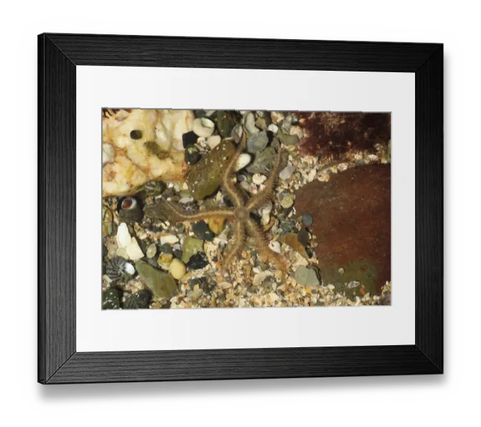 Framed Print : Common Brittlestar (Ophiothrix fragilis) adult, in rockpool at low tide, Mounts Bay, Marazion, Cornwall, England Framed Print : Common Brittlestar (Ophiothrix fragilis) adult, in rockpool at low tide, Mounts Bay, Marazion, Cornwall, England