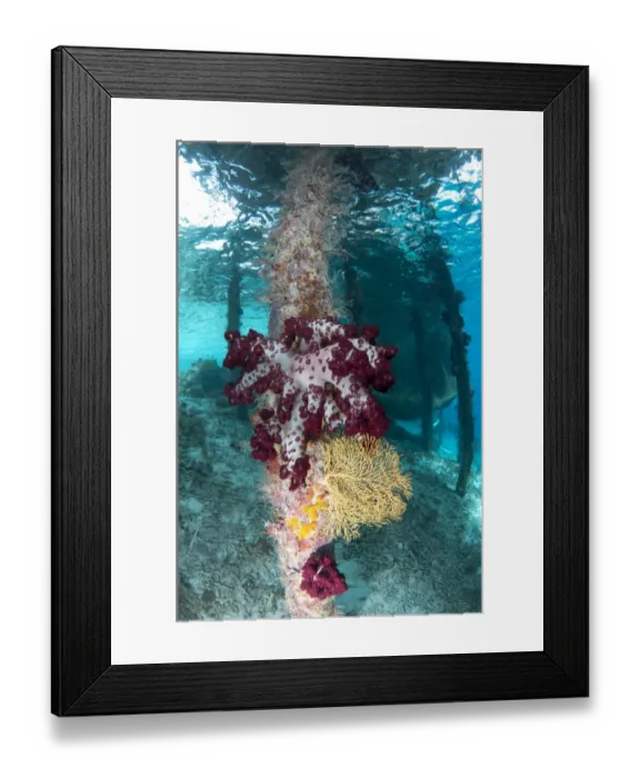 Framed Print : Coral growing on jetty stantion, Arborek Jetty, Dampier Straits, Raja Ampat Islands (Four Kings), West Papua Framed Print : Coral growing on jetty stantion, Arborek Jetty, Dampier Straits, Raja Ampat Islands (Four Kings), West Papua