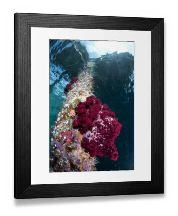 Framed Print : Coral growing on jetty stantion, Arborek Jetty, Dampier Straits, Raja Ampat Islands (Four Kings), West Papua Framed Print : Coral growing on jetty stantion, Arborek Jetty, Dampier Straits, Raja Ampat Islands (Four Kings), West Papua