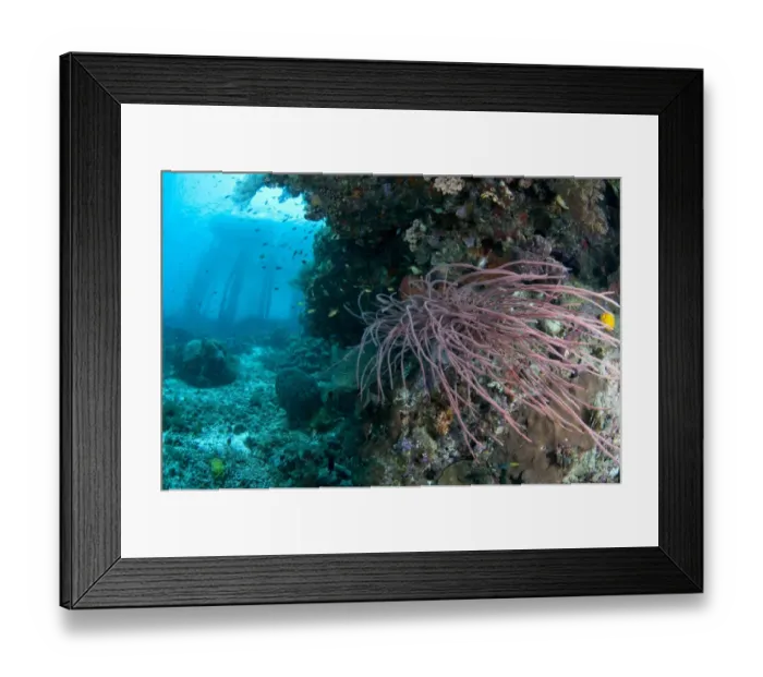 Framed Print : Coral reef habitat with jetty stantions in background, Arborek Jetty, Dampier Straits, Raja Ampat Islands (Four Kings) Framed Print : Coral reef habitat with jetty stantions in background, Arborek Jetty, Dampier Straits, Raja Ampat Islands (Four Kings)