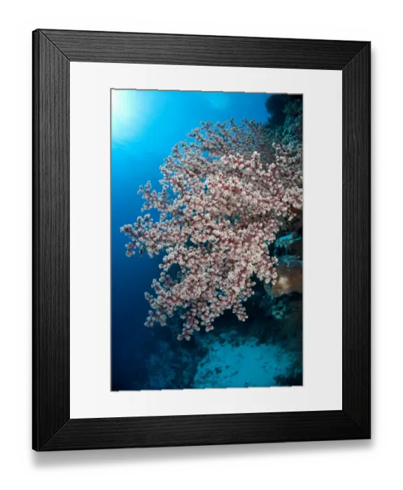 Framed Print : Soft Coral (Siphonogorgia godeffroyi) Nyata Island, Barat Daya Islands, Lesser Sunda Islands, Indonesia, November