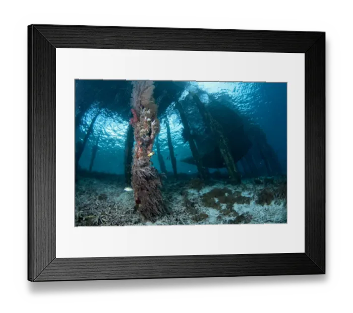 Framed Print : Coral growing on jetty stantions, Arborek Jetty, Dampier Straits, Raja Ampat Islands (Four Kings), West Papua Framed Print : Coral growing on jetty stantions, Arborek Jetty, Dampier Straits, Raja Ampat Islands (Four Kings), West Papua