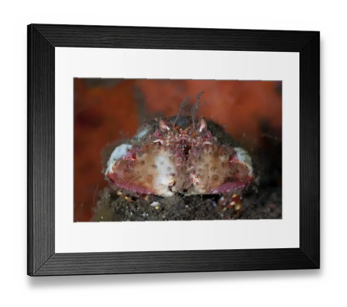 Framed Print : Two-horn Box Crab (Calappa bicornis) adult, resting on black sand, Seraya, Bali, Lesser Sunda Islands, Indonesia Framed Print : Two-horn Box Crab (Calappa bicornis) adult, resting on black sand, Seraya, Bali, Lesser Sunda Islands, Indonesia