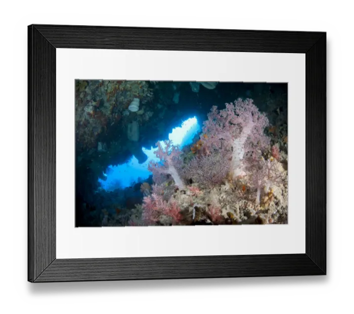 Framed Print : Soft coral in sea cave habitat, Nyata Island, Barat Daya Islands, Lesser Sunda Islands, Indonesia, November Framed Print : Soft coral in sea cave habitat, Nyata Island, Barat Daya Islands, Lesser Sunda Islands, Indonesia, November