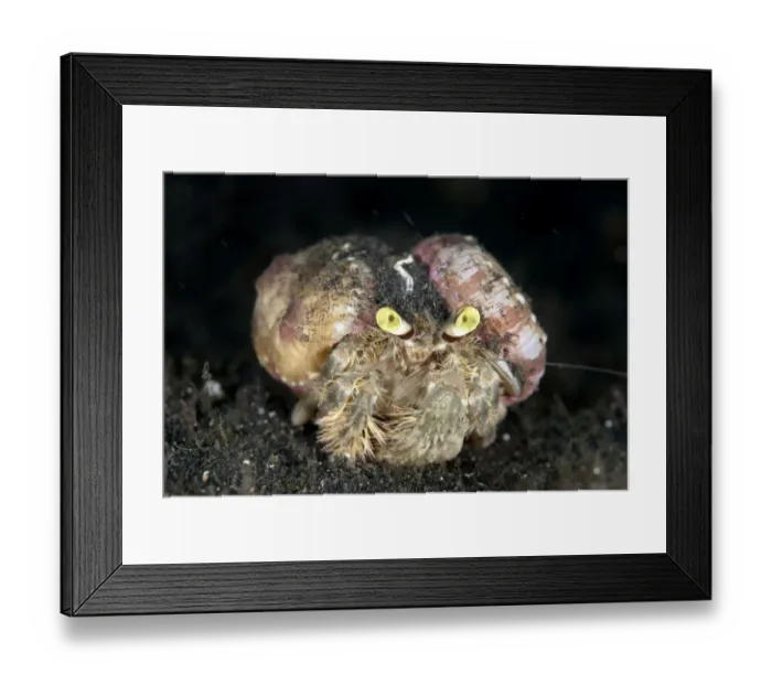 Framed Print : Pale Anemone Hermit Crab (Dardanus deformis) adult, with sea anemones attached to shell Framed Print : Pale Anemone Hermit Crab (Dardanus deformis) adult, with sea anemones attached to shell