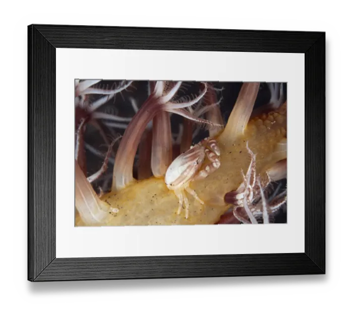 Framed Print : Haigs Porcelain Crab (Porcellanella haigae) adult, resting on sea pen, Seraya, Bali, Lesser Sunda Islands, Indonesia Framed Print : Haigs Porcelain Crab (Porcellanella haigae) adult, resting on sea pen, Seraya, Bali, Lesser Sunda Islands, Indonesia