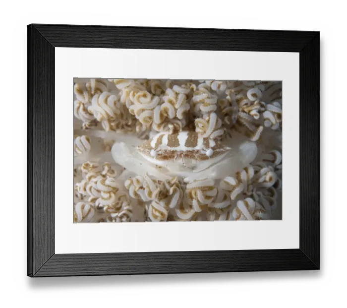 Framed Print : Haigs Porcelain Crab (Porcellanella haigae) adult, camouflaged on coral, Lembeh Straits, Sulawesi, Sunda Islands Framed Print : Haigs Porcelain Crab (Porcellanella haigae) adult, camouflaged on coral, Lembeh Straits, Sulawesi, Sunda Islands