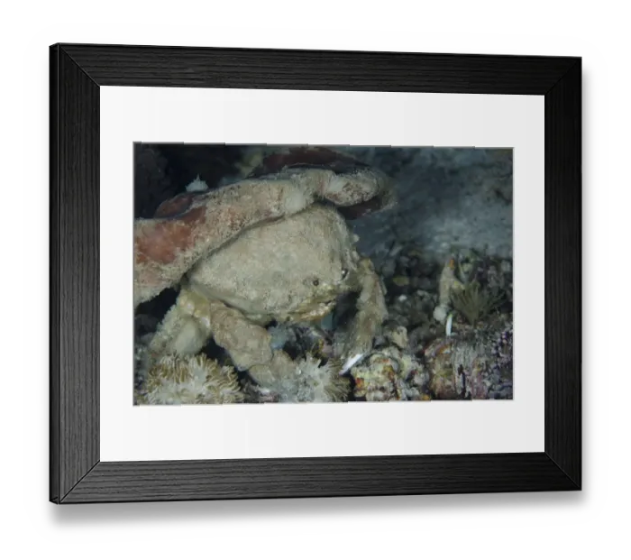 Framed Print : Sleepy Sponge Crab (Dromia dormia) adult, with sponge on back for camouflage at night, Alor Island, Alor Archipelago Framed Print : Sleepy Sponge Crab (Dromia dormia) adult, with sponge on back for camouflage at night, Alor Island, Alor Archipelago