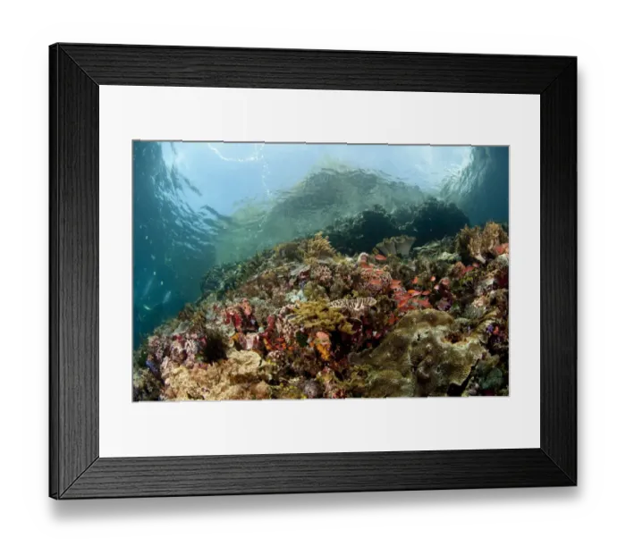 Framed Print : Coral reef habitat with fish shoal and hill above surface of water, Crucifixion Point, Pantar Island, Alor Archipelago