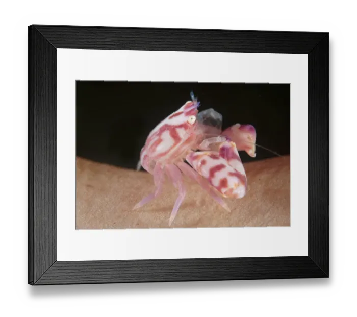 Framed Print : Soft Coral Porcelain Crab (Lissoporcellana nakasonei) adult, resting on coral, Lembeh Straits, Sulawesi, Sunda Islands Framed Print : Soft Coral Porcelain Crab (Lissoporcellana nakasonei) adult, resting on coral, Lembeh Straits, Sulawesi, Sunda Islands