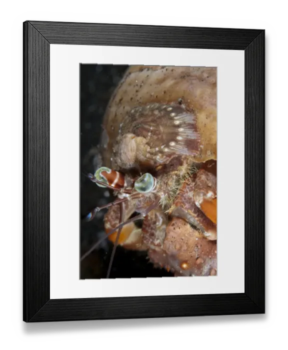 Framed Print : Anemone Hermit Crab (Dardanus pedunculatus) adult, with small crab on Sea Anemone (Calliactis polypus) Framed Print : Anemone Hermit Crab (Dardanus pedunculatus) adult, with small crab on Sea Anemone (Calliactis polypus)