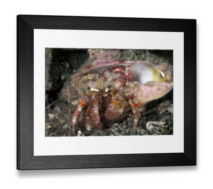 Framed Print : Dark-knee Hermit Crab (Dardanus lagopodes) adult, on black sand, Lembeh Straits, Sulawesi, Sunda Islands, Indonesia Framed Print : Dark-knee Hermit Crab (Dardanus lagopodes) adult, on black sand, Lembeh Straits, Sulawesi, Sunda Islands, Indonesia