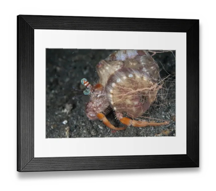 Framed Print : Anemone Hermit Crab (Dardanus pedunculatus) adult, with Sea Anemone (Calliactis polypus) Framed Print : Anemone Hermit Crab (Dardanus pedunculatus) adult, with Sea Anemone (Calliactis polypus)