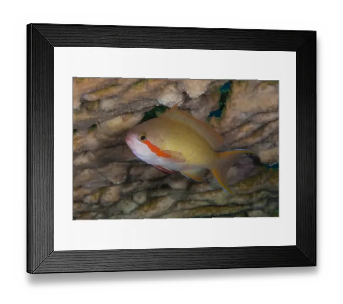 Framed Print : Threadfin Anthias (Pseudanthias huchtii) adult, swimming, Lembeh Straits, Sulawesi, Sunda Islands, Indonesia, September Framed Print : Threadfin Anthias (Pseudanthias huchtii) adult, swimming, Lembeh Straits, Sulawesi, Sunda Islands, Indonesia, September