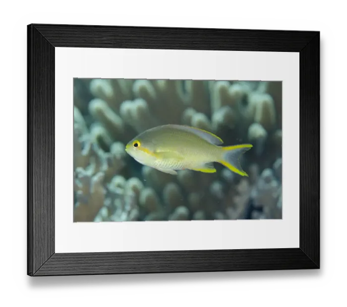 Framed Print : Threadfin Anthias (Pseudanthias huchtii) adult female, swimming, Tanjung Muara, Sermata Islands, Lesser Sunda Islands