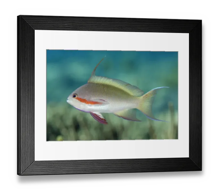 Framed Print : Threadfin Anthias (Pseudanthias huchtii) adult male, swimming, Tanjung Muara, Sermata Islands, Lesser Sunda Islands Framed Print : Threadfin Anthias (Pseudanthias huchtii) adult male, swimming, Tanjung Muara, Sermata Islands, Lesser Sunda Islands