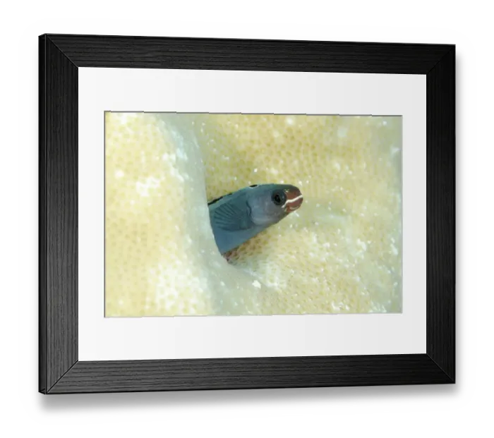 Framed Print : Bicolour Fangblenny (Plagiotremus laudandus) adult, sheltering in coral, Nyata Island, Barat Daya Islands Framed Print : Bicolour Fangblenny (Plagiotremus laudandus) adult, sheltering in coral, Nyata Island, Barat Daya Islands