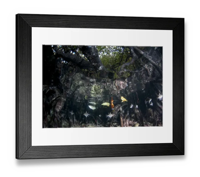 Framed Print : Banded Archerfish (Toxotes jaculator) and Orbicular Cardinalfish (Sphaeramia orbicularis) adults Framed Print : Banded Archerfish (Toxotes jaculator) and Orbicular Cardinalfish (Sphaeramia orbicularis) adults
