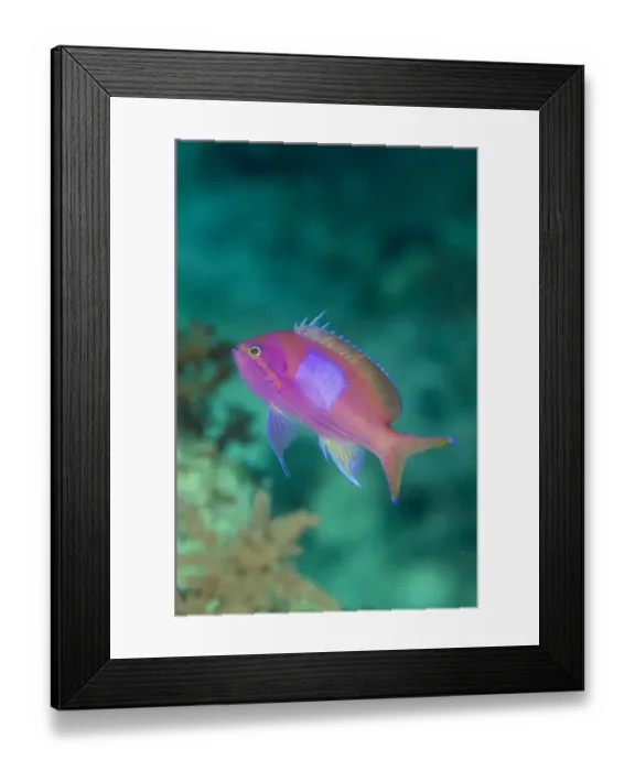 Framed Print : Squarespot Anthias (Pseudanthias pleurotaenia) adult, swimming, Tanjung Bacatan, Kawula Island, Alor Archipelago Framed Print : Squarespot Anthias (Pseudanthias pleurotaenia) adult, swimming, Tanjung Bacatan, Kawula Island, Alor Archipelago