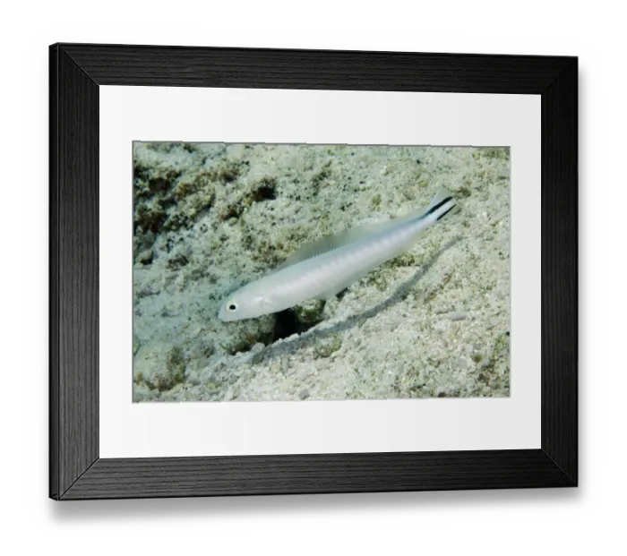 Framed Print : Flagtail Blanquillo (Malacanthus brevistoris) adult, swimming, Southwest Reong, Wetar Island, Barat Daya Islands Framed Print : Flagtail Blanquillo (Malacanthus brevistoris) adult, swimming, Southwest Reong, Wetar Island, Barat Daya Islands