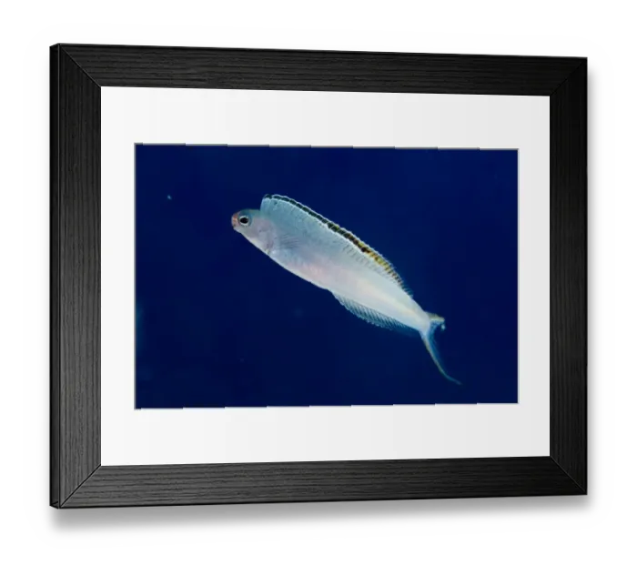 Framed Print : Bicolour Fangblenny (Plagiotremus laudandus) adult, swimming, Muara Channel, Sermata Islands, Lesser Sunda Islands Framed Print : Bicolour Fangblenny (Plagiotremus laudandus) adult, swimming, Muara Channel, Sermata Islands, Lesser Sunda Islands