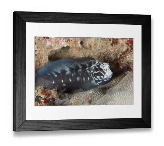 Framed Print : Yellowtail Blenny (Ecsenius namiyei) adult, Lembeh Straits, Sulawesi, Sunda Islands, Indonesia, September Framed Print : Yellowtail Blenny (Ecsenius namiyei) adult, Lembeh Straits, Sulawesi, Sunda Islands, Indonesia, September