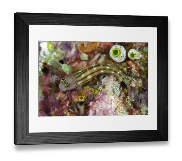 Framed Print : Three-lined Blenny (Ecsenius trilineatus) adult, resting beside sea-squirts, Tanjung Tutunuuake, Wetar Island