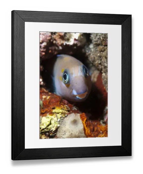 Framed Print : Midas Blenny (Ecsenius midas) adult, in hole on reef, Seraya, Bali, Lesser Sunda Islands, Indonesia, April Framed Print : Midas Blenny (Ecsenius midas) adult, in hole on reef, Seraya, Bali, Lesser Sunda Islands, Indonesia, April
