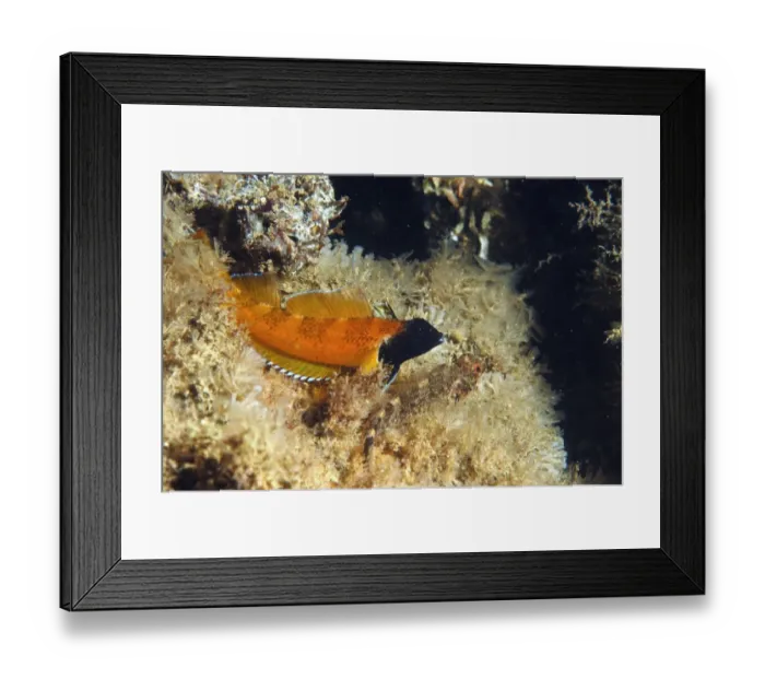 Framed Print : Black-faced Blenny (Tripterygion delaisi) adult pair, Swanage Pier, Swanage Bay, Isle of Purbeck, Dorset, England Framed Print : Black-faced Blenny (Tripterygion delaisi) adult pair, Swanage Pier, Swanage Bay, Isle of Purbeck, Dorset, England