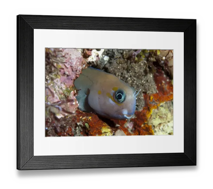 Framed Print : Midas Blenny (Ecsenius midas) adult, in hole on reef, Seraya, Bali, Lesser Sunda Islands, Indonesia, April Framed Print : Midas Blenny (Ecsenius midas) adult, in hole on reef, Seraya, Bali, Lesser Sunda Islands, Indonesia, April
