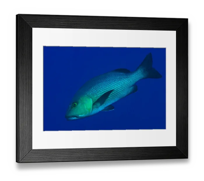 Framed Print : Two-spot Red Snapper (Lutjanus bohar) adult, swimming, Reong West, Wetar Island, Barat Daya Islands Framed Print : Two-spot Red Snapper (Lutjanus bohar) adult, swimming, Reong West, Wetar Island, Barat Daya Islands