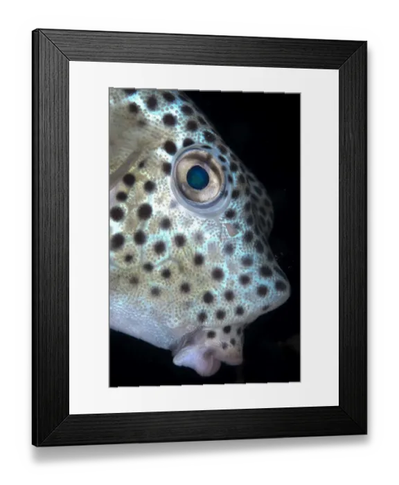 Framed Print : Shortnose Boxfish (Rhynchostracion nasus) juvenile, close-up of head, Lembeh Straits, Sulawesi, Sunda Islands