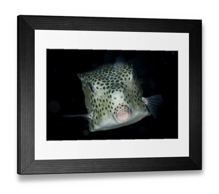 Framed Print : Shortnose Boxfish (Rhynchostracion nasus) juvenile, swimming, Lembeh Straits, Sulawesi, Sunda Islands, Indonesia, July Framed Print : Shortnose Boxfish (Rhynchostracion nasus) juvenile, swimming, Lembeh Straits, Sulawesi, Sunda Islands, Indonesia, July