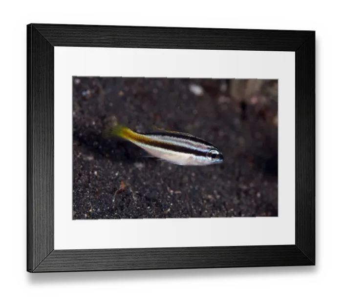 Framed Print : Peters Monocle Bream (Scolopsis affinis) juvenile, swimming over black sand, Lembeh Straits, Sulawesi, Sunda Islands Framed Print : Peters Monocle Bream (Scolopsis affinis) juvenile, swimming over black sand, Lembeh Straits, Sulawesi, Sunda Islands