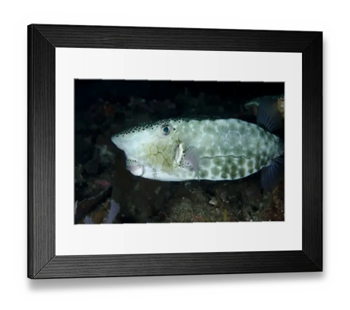 Framed Print : Shortsnout Boxfish (Ostracion rhinorhynchos) adult, swimming, Alor Island, Alor Archipelago, Lesser Sunda Islands Framed Print : Shortsnout Boxfish (Ostracion rhinorhynchos) adult, swimming, Alor Island, Alor Archipelago, Lesser Sunda Islands