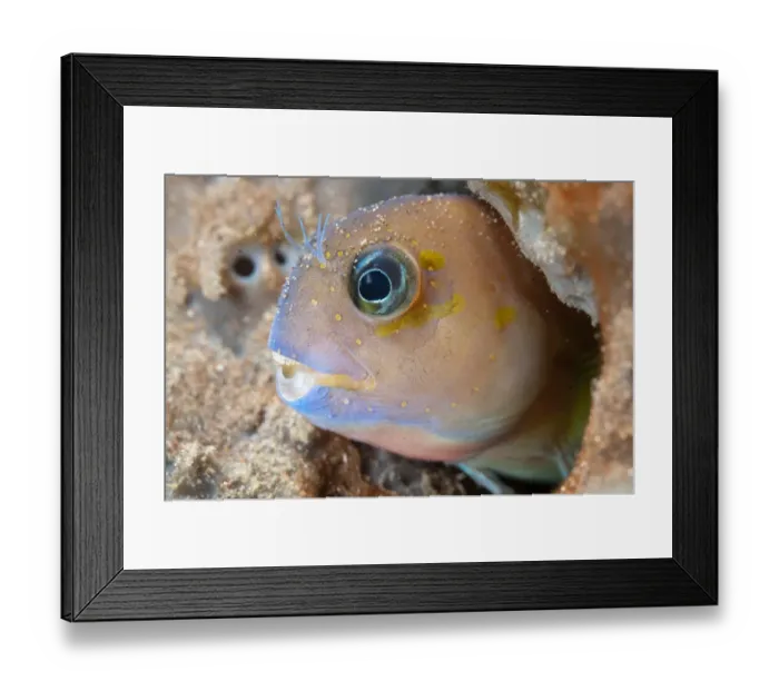 Framed Print : Midas Blenny (Ecsenius midas) adult, in hole on reef, Seraya, Bali, Lesser Sunda Islands, Indonesia, April Framed Print : Midas Blenny (Ecsenius midas) adult, in hole on reef, Seraya, Bali, Lesser Sunda Islands, Indonesia, April