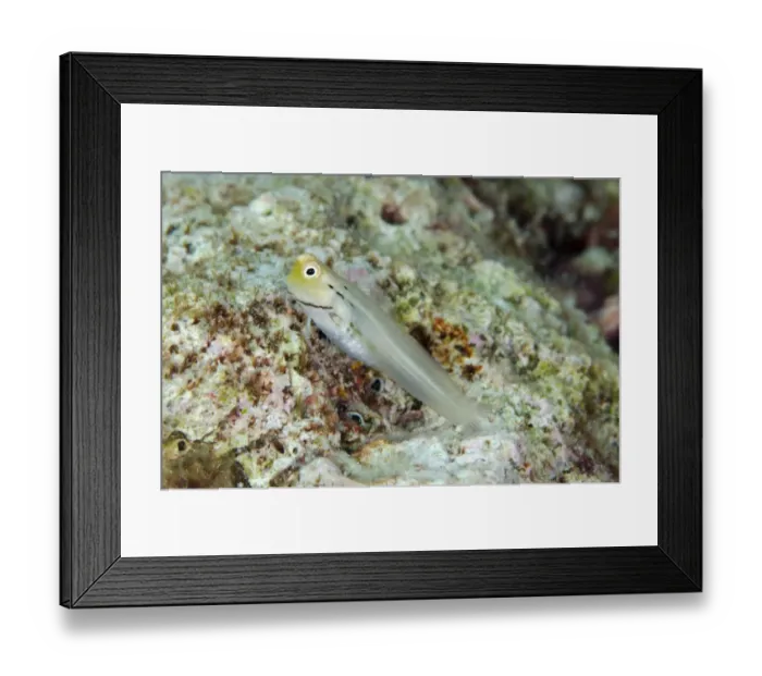 Framed Print : Yaeyama Blenny (Ecsenius yaeyamaensis) adult, Tanjung Muara, Sermata Islands, Lesser Sunda Islands, Indonesia, November Framed Print : Yaeyama Blenny (Ecsenius yaeyamaensis) adult, Tanjung Muara, Sermata Islands, Lesser Sunda Islands, Indonesia, November