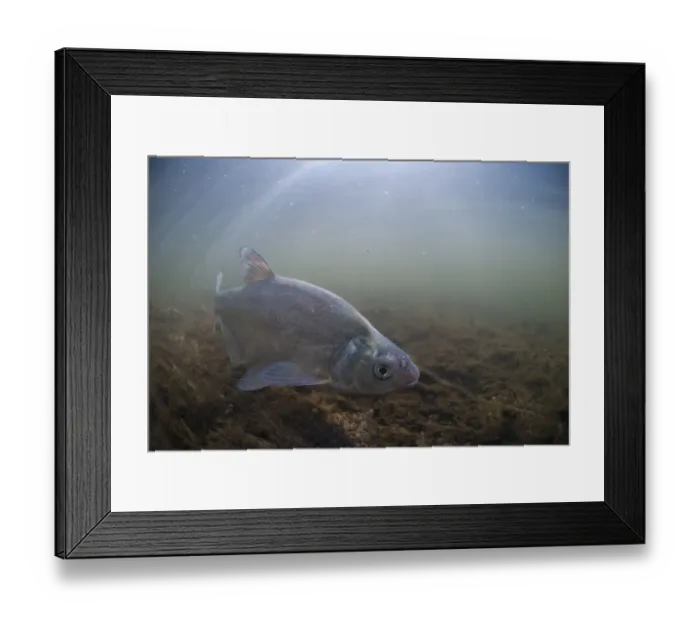 Framed Print : Common Bream (Abramis brama) adult, swimming in river, River Trent, Nottinghamshire, England, April Framed Print : Common Bream (Abramis brama) adult, swimming in river, River Trent, Nottinghamshire, England, April