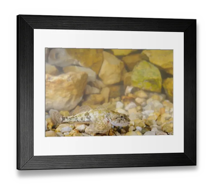 Framed Print : Bullhead (Cottus gobio) adult female, resting on gravel, Italy, July Framed Print : Bullhead (Cottus gobio) adult female, resting on gravel, Italy, July