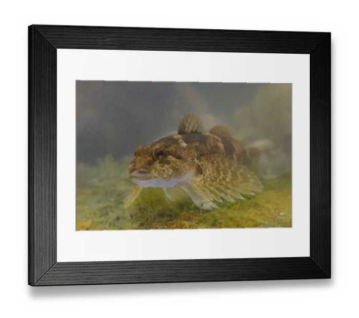 Framed Print : Bullhead (Cottus gobio) adult, swimming over rock, Italy, August Framed Print : Bullhead (Cottus gobio) adult, swimming over rock, Italy, August
