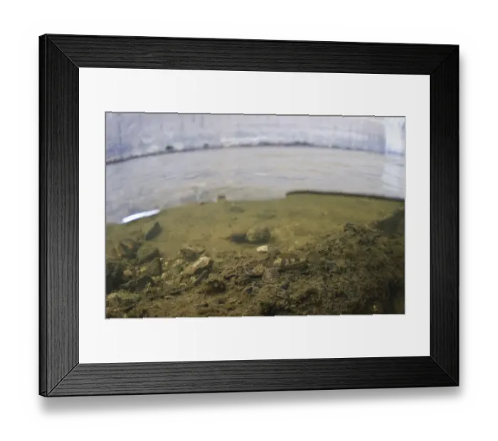 Framed Print : Bullhead (Cottus gobio) adult, resting on riverbed in river habitat, River Trent, Nottingham, Nottinghamshire, England Framed Print : Bullhead (Cottus gobio) adult, resting on riverbed in river habitat, River Trent, Nottingham, Nottinghamshire, England