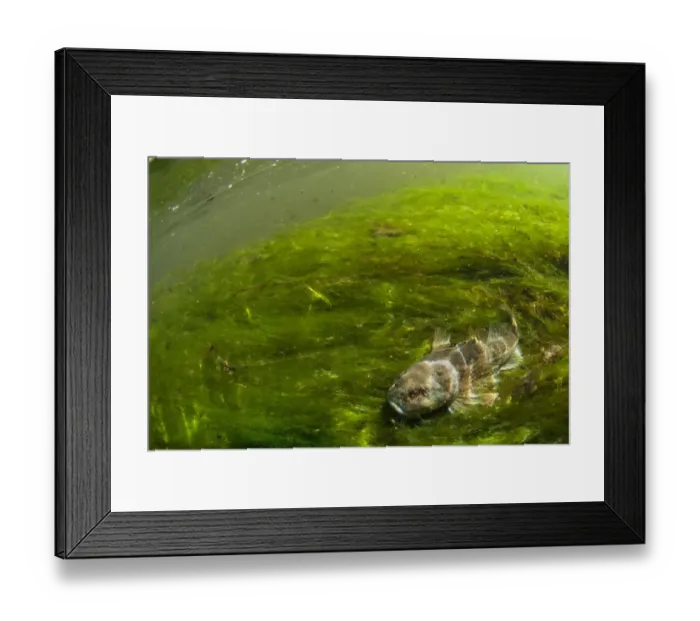 Framed Print : Bullhead (Cottus gobio) adult, resting amongst weeds on riverbed in river habitat, Nottinghamshire, England, April Framed Print : Bullhead (Cottus gobio) adult, resting amongst weeds on riverbed in river habitat, Nottinghamshire, England, April