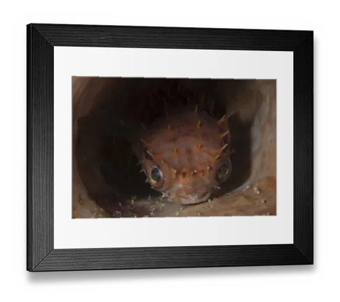 Framed Print : Orbicular Burrfish (Cyclichthys orbicularis) adult, resting in barrel sponge, Lembeh Straits, Sulawesi, Sunda Islands