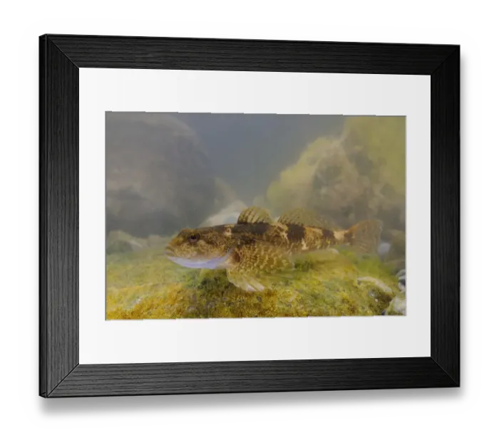 Framed Print : Bullhead (Cottus gobio) adult, swimming over rock, Italy, August Framed Print : Bullhead (Cottus gobio) adult, swimming over rock, Italy, August