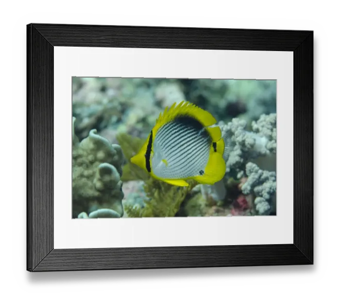 Framed Print : Black-backed Butterflyfish (Chaetodon melannotus) adult, swimming, Tanjung Muara, Sermata Islands